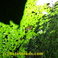 /home//u458753944/public_html/sourcegallery/////////Frogs/More bullfrogs/P6220193.JPG